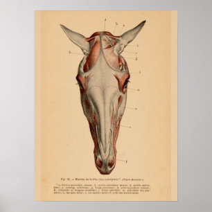 Vintage för Fransk av Horse Head Muscle Anatomy  P Poster