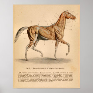 Vintage för Fransk av Horse Muscle Anatomy  Print Poster