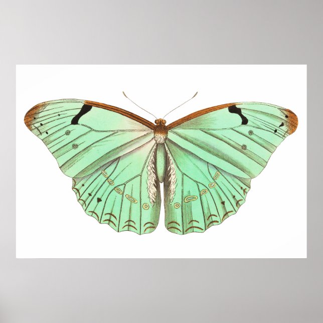 vintage för hand plockade-fjäril-fjäril poster (Framsidan)