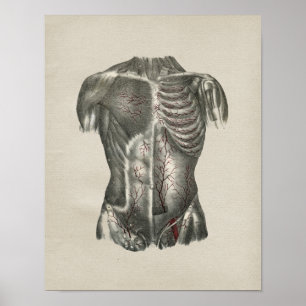 Vintage för human Thorax Anatomy Print Poster