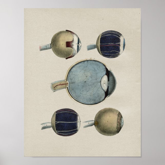 Vintage för mänskligt Öga-anatomi Poster (Framsidan)