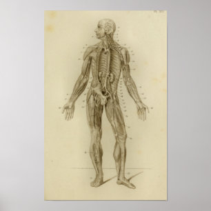 Vintage för muskler Arteries Anatomy Print Poster