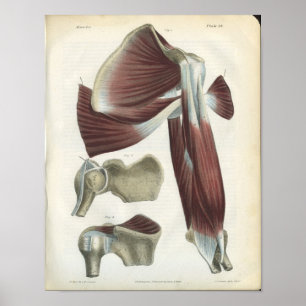Vintage för skuldermuskler Anatomy Print Poster