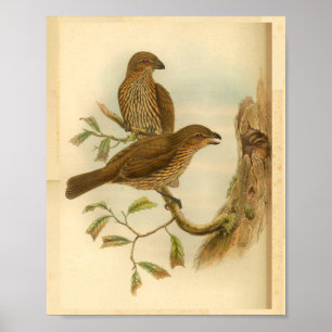Vintage för tandad fakturerad Bower Bird Brown Skr Poster