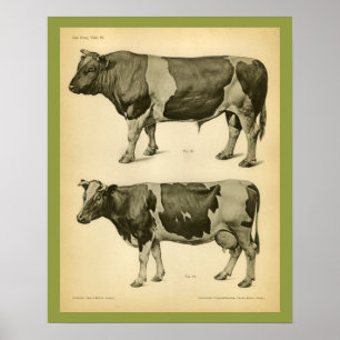 Vintage för veterinäranatomi för nötkreatur Skriv Poster