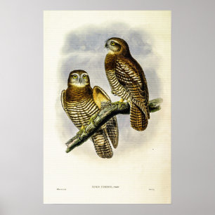Vintage Forbes Hawk-Uggla av John Gould Poster