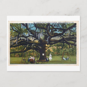 Vintage fördrag Oak Jacksonville Florida Postcard Vykort