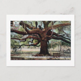 Vintage fördrag Oak Jacksonville Florida Postcard Vykort