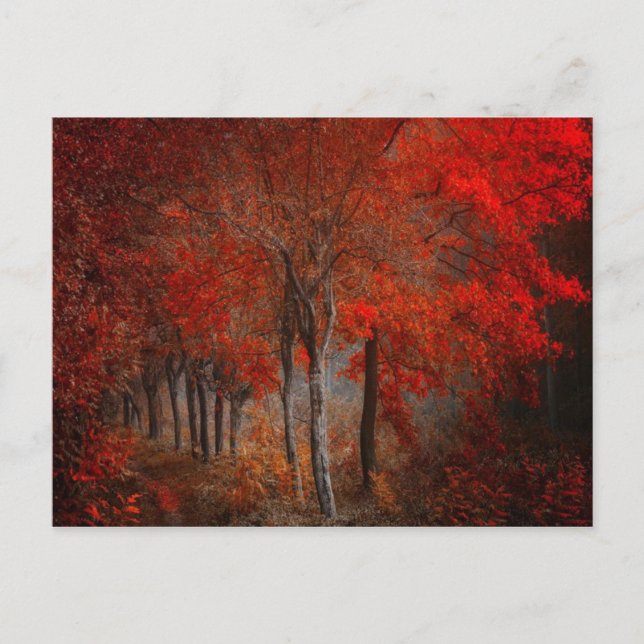 Vintage Forest Scene Vykort (Framsida)