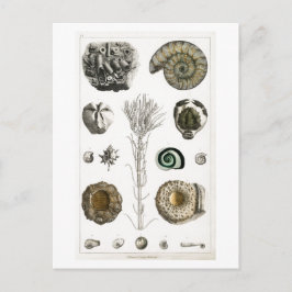 VINTAGE FOSSILS ANIMAL CHART POSTCARD VYKORT