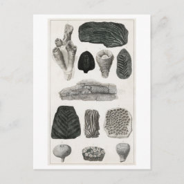 VINTAGE FOSSILS ANIMAL CHART POSTCARD VYKORT