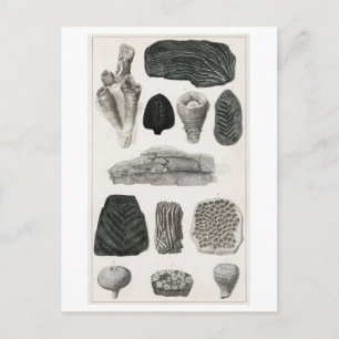 VINTAGE FOSSILS ANIMAL CHART POSTCARD VYKORT