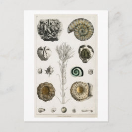 VINTAGE FOSSILS CHART POSTCARD VYKORT