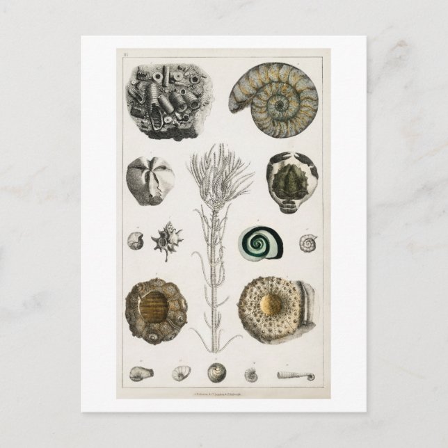 VINTAGE FOSSILS CHART POSTCARD VYKORT (Framsida)