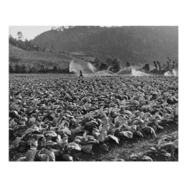 Vintage foto av fält i honduras perfect poster