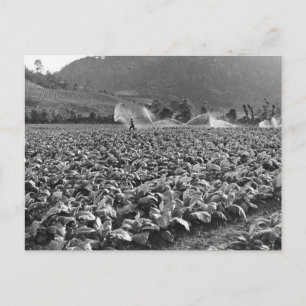 Vintage foto av fält i honduras vykort