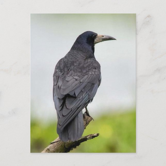 Vintage Fotovykort Vykort (Framsida)