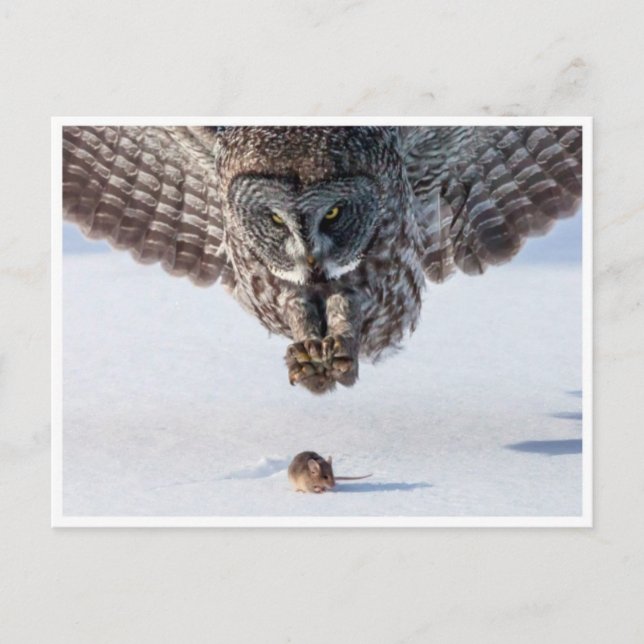 Vintage Fotovykort Vykort (Framsida)