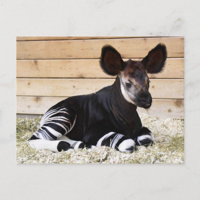 Vintage Fotovykort Vykort (Framsida)