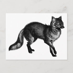 Vintage Fox Vykort
