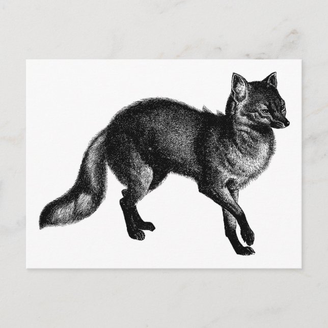 Vintage Fox Vykort (Framsida)