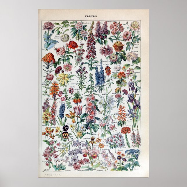 Vintage Fransk Adolphe Millot Flowers Poster (Framsidan)