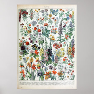 Vintage Fransk Adolphe Millot Flowers Poster