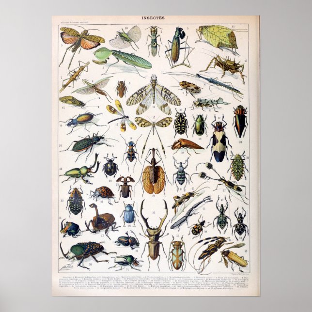 Vintage Fransk Adolphe Millot Insekter Poster (Framsidan)