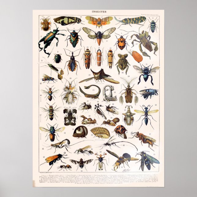 Vintage Fransk Adolphe Millot Insekter Poster (Framsidan)