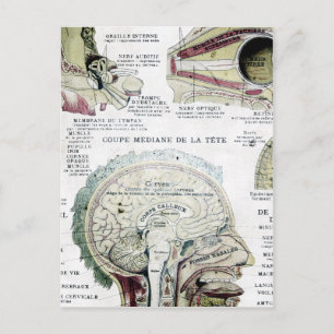 Vintage Fransk Anatomivykort Vykort