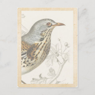 Vintage Fransk Bird på Gren Journal-kort Vykort