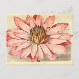 Vintage Fransk Blommigt Art Rosa Vykort