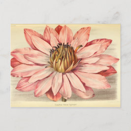 Vintage Fransk Blommigt Ephemera Decoupage Rosa De Vykort