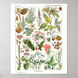 Vintage fransk botanisk affisch