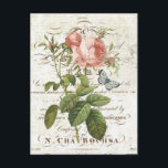 Vintage Fransk Botaniskt vykort ro<br><div class="desc">Vintage Fransk Botaniskt vykort ro</div>