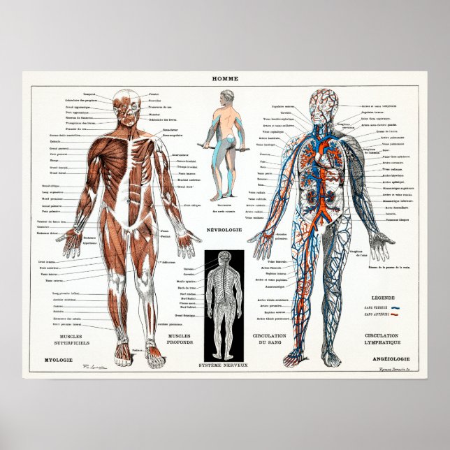 Vintage Fransk Human Anatomy Chart Poster (Framsidan)