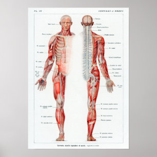 Vintage Fransk Human Anatomy Chart Poster