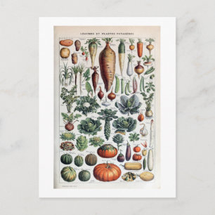 Vintage Fransk Legumes et Plantes Potageres Vykort