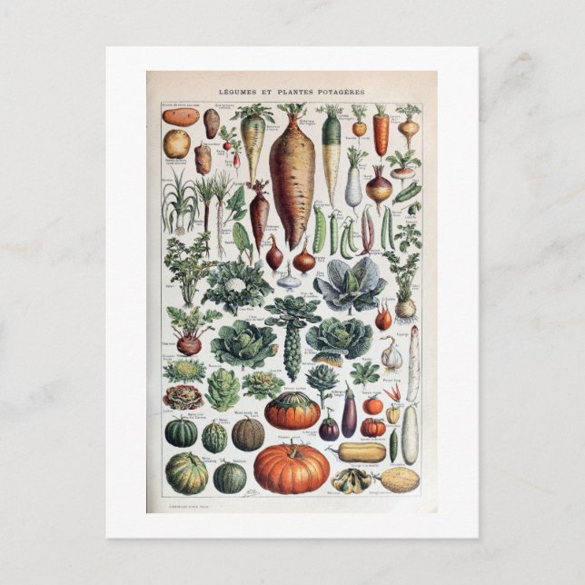 Vintage Fransk Legumes et Plantes Potageres Vykort (Framsida)