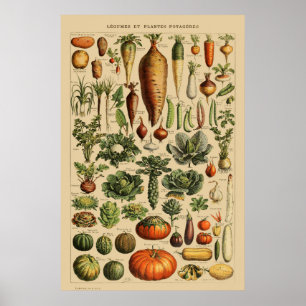 Vintage Fransk Vegetable Poster botaniskt tryck