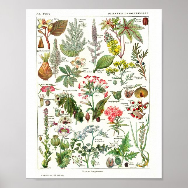 Vintage French Botanical Poster (Framsidan)
