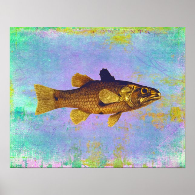 Vintage Freshwater Fish Ilustration Poster (Framsidan)