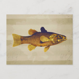 Vintage Freshwater Fish Ilustration Vykort