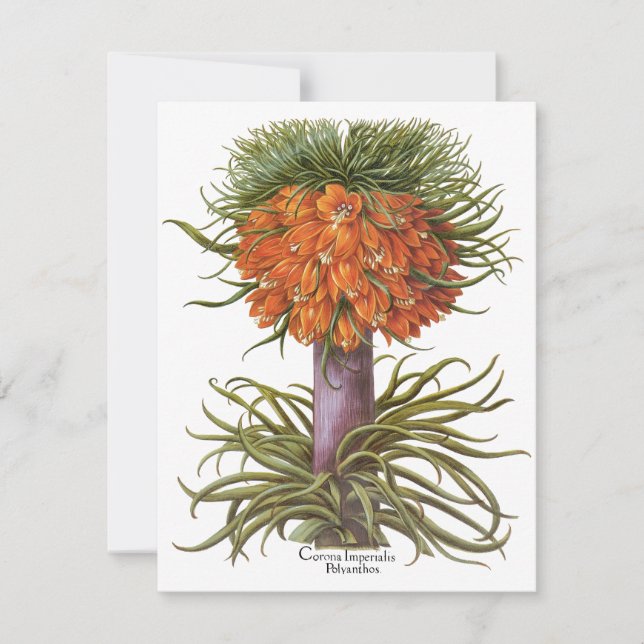 Vintage Fritillaria Flowers av Basilius Besler (Framsida)