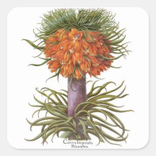 Vintage Fritillaria Flowers av Basilius Besler Fyrkantigt Klistermärke