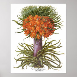 Vintage Fritillaria Flowers av Basilius Besler Poster