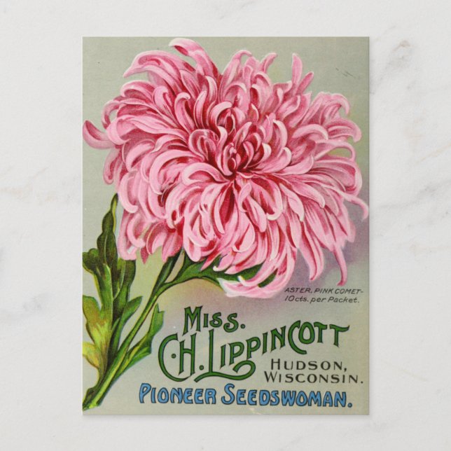 Vintage frö annons postkort vykort (Framsida)