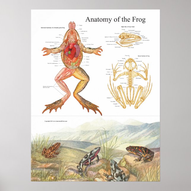 Vintage Frog Anatomy Poster (Framsidan)