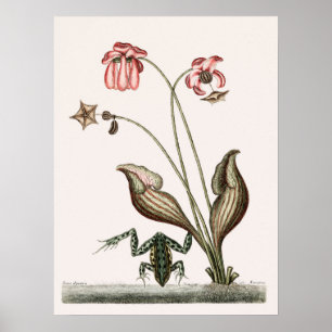 Vintage Frog Illustration Poster