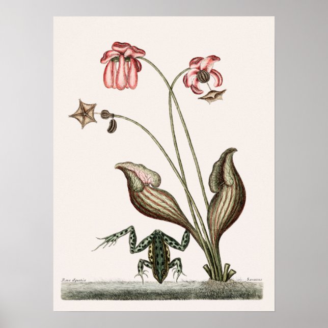 Vintage Frog Illustration Poster (Framsidan)